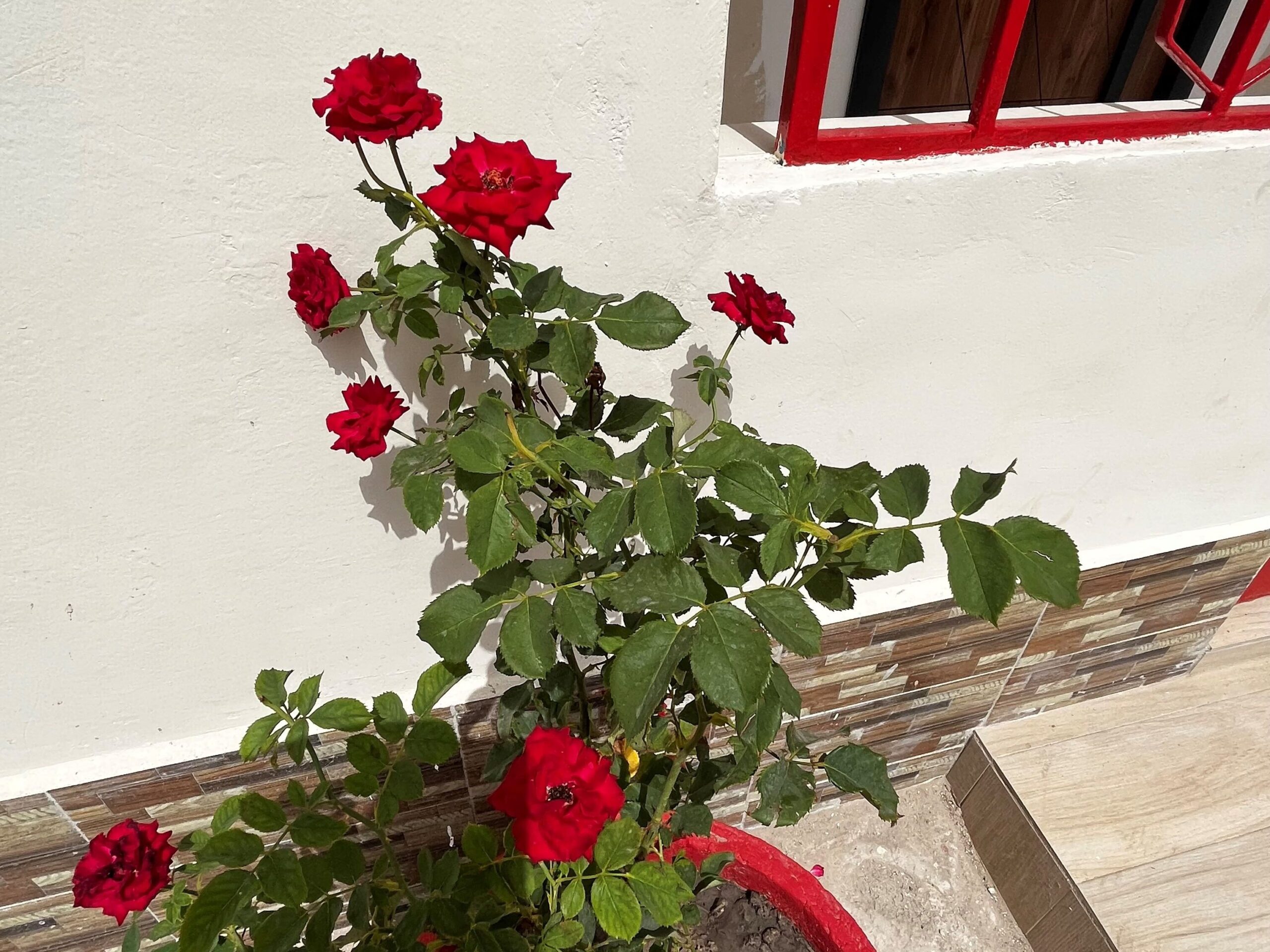 Tollington Rose